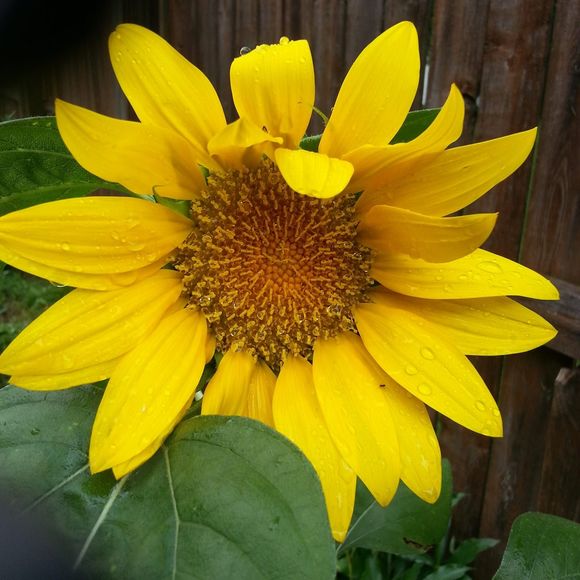 Meet your Posher, Janice - Picture 1 of 1